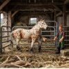 ZooLandia Kôň zlatý so škvrnami, farmár a doplnky