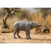 ZooLandia Babirusa
